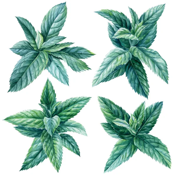 Máta na izolovaném bílém pozadí, zelené listy, akvarel botanické ilustrace — Stock fotografie
