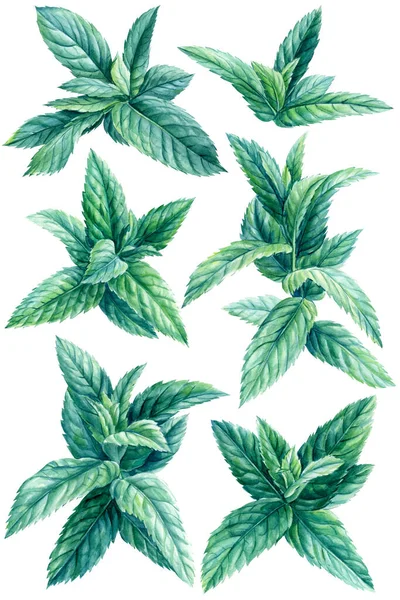 Ilustracja mięty pieprzowej, akwarela mięty na odizolowanym białym tle, zielone liście — Zdjęcie stockowe