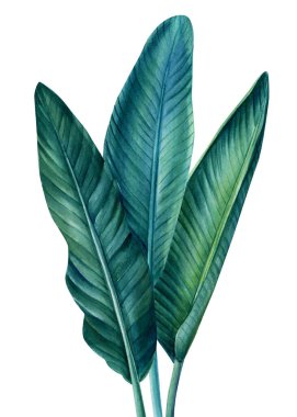 tropikal bitkiler, izole edilmiş beyaz arka planda palmiye yaprakları, suluboya botanik çizimler