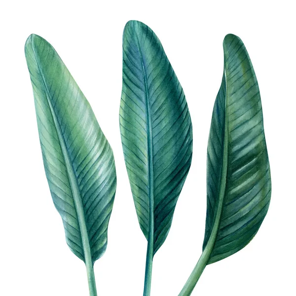 Palm levelek elszigetelt fehér háttér, akvarell illusztráció, Strelitzia — Stock Fotó