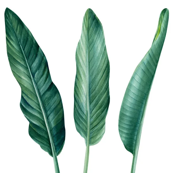 Plantas tropicales, hojas de palma sobre fondo blanco aislado, acuarela ilustración botánica — Foto de Stock