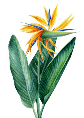 Strelitzia palmiyesi. İzole edilmiş beyaz arka planda tropikal çiçekler, suluboya resimleme. 