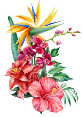 İzole edilmiş arka planda tropik çiçekler, suluboya resimleme. Strelitzia, hibiscus, orkide, palmiye yaprakları