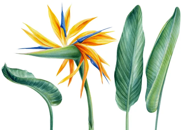 Set fiori tropicali e foglie di palma Strelitzia su sfondo bianco isolato, illustrazione ad acquerello — Foto Stock