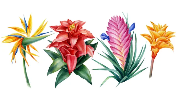 Τροπική χλωρίδα, εικονογράφηση Strelitzia, tillandsia, guzmania, calathea. Υδατογραφία λουλούδια χέρι σχέδιο. — Φωτογραφία Αρχείου