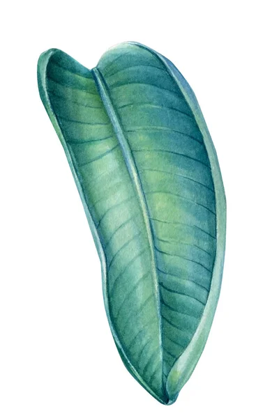Tropikalny liść palmy Strelitzia na odizolowanym białym tle, ilustracja akwarela — Zdjęcie stockowe