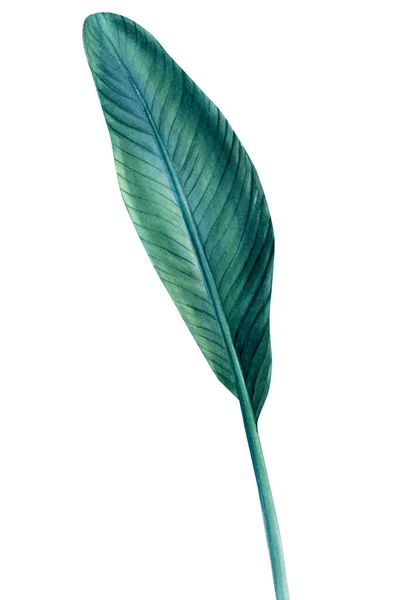 Tropical leaf of Strelitzia palm tree on isolated white background, watercolor illustration — Stock Photo, Image