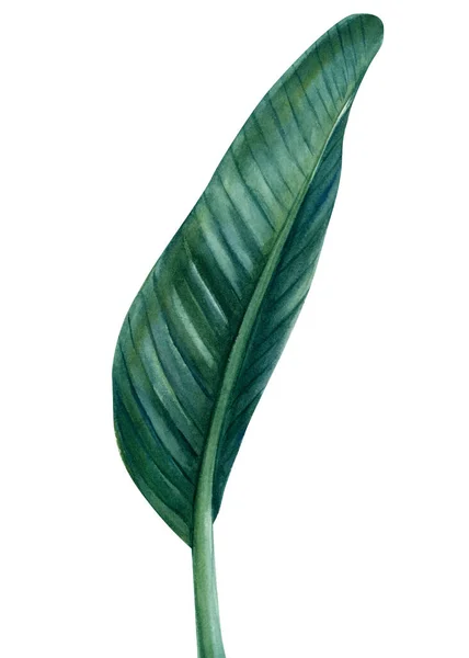 Tropical leaf of Strelitzia palm tree on isolated white background, watercolor illustration — Stock Photo, Image