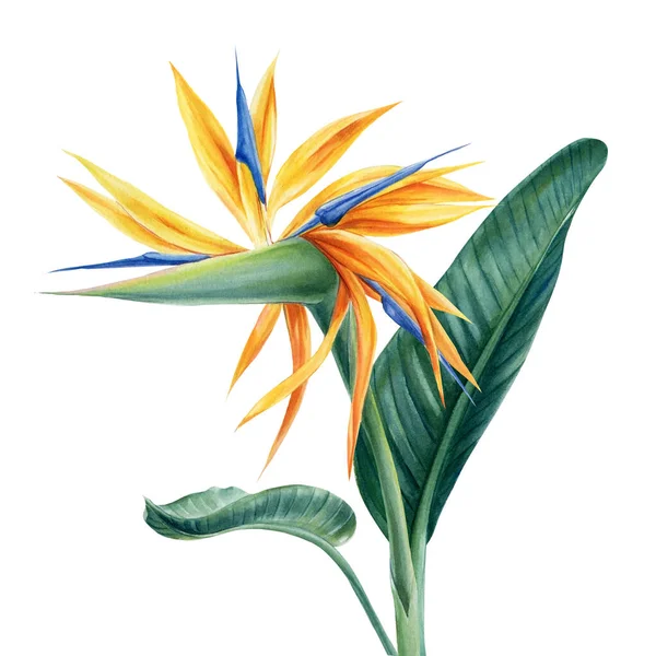 Fiori tropicali Strelitzia palma su sfondo bianco isolato, acquerello illustrazione — Foto Stock
