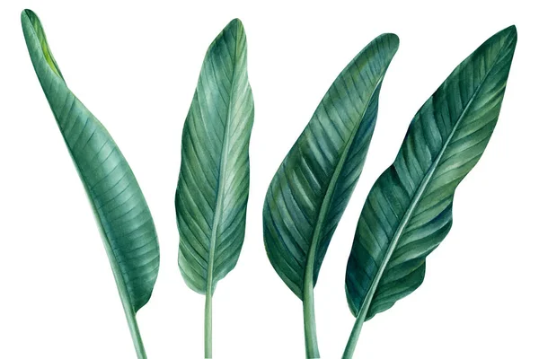 Τροπικά φύλλα φοίνικα σε απομονωμένο λευκό φόντο, βοτανική απεικόνιση ακουαρέλα, πράσινο φύλλο — Φωτογραφία Αρχείου