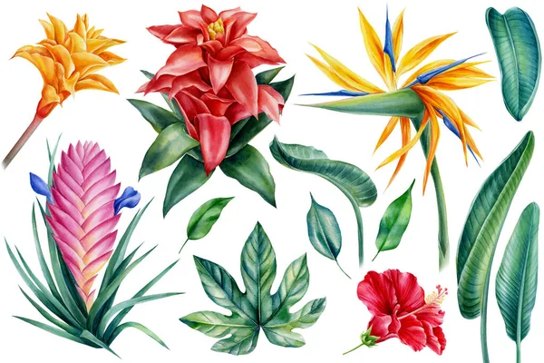 Conjunto de flores tropicales, acuarela ilustración dibujo a mano, Strelitzia, tillandsia, hibisco, hojas de palma, guzmania —  Fotos de Stock