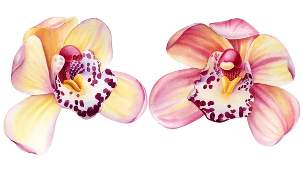 Conjunto de orquídeas, flores tropicais sobre fundo branco isolado, ilustração aquarela — Fotografia de Stock
