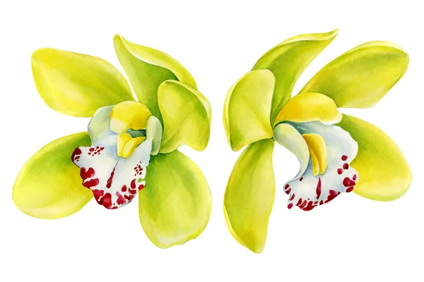 Orchidées jaunes, Fleurs tropicales sur fond blanc isolé, aquarelle illustration botanique — Photo