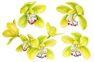 Tropik çiçekleri ve sarı orkideleri izole edilmiş beyaz arkaplan, suluboya botanik illüstrasyonuna ayarla