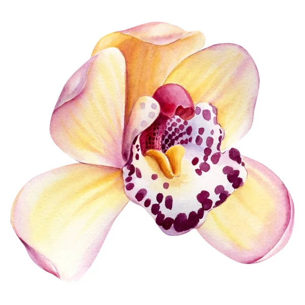 Orquídea, Flor tropical sobre fundo branco isolado, ilustração botânica aquarela — Fotografia de Stock