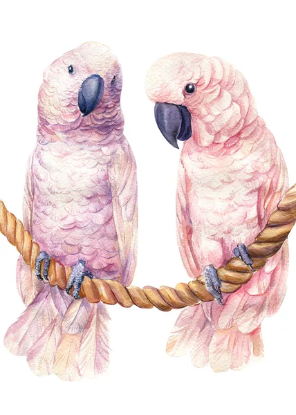 Два папуги какао на ізольованому білому тлі, акварельна ілюстрація, рожеві птахи — стокове фото