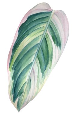 İzole edilmiş beyaz arkaplan üzerindeki tropikal yaprak, suluboya çizimi