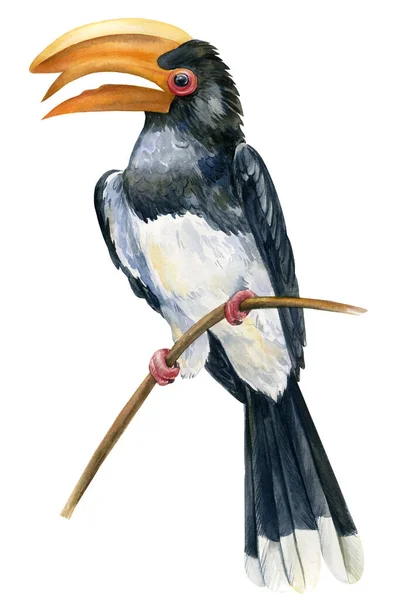 Toucan sur fond blanc isolé, illustration aquarelle, Hornbill — Photo