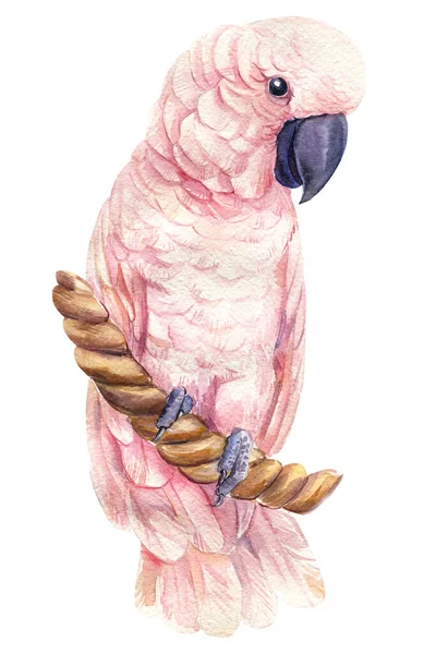 Papuga kakadu na odizolowanym białym tle, Ilustracja akwarela — Zdjęcie stockowe