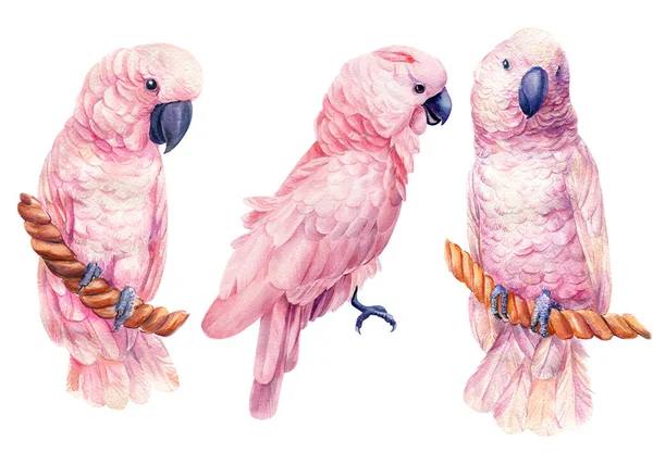 Cockatoo su sfondo bianco isolato, illustrazione ad acquerello, pappagalli di uccelli — Foto Stock