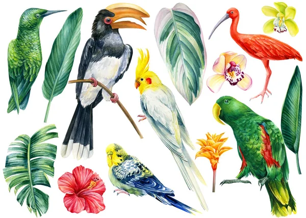 Conjunto de aves tropicais sobre fundo branco isolado, ilustração aquarela — Fotografia de Stock