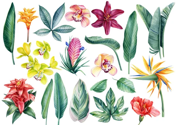 Conjunto de flores tropicais e folhas em um fundo branco isolado, ilustração aquarela — Fotografia de Stock