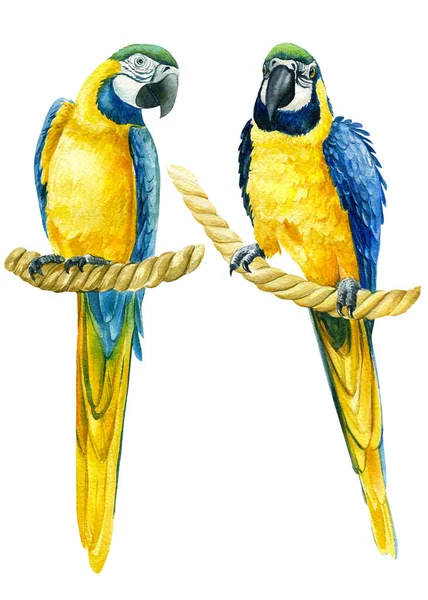 Set of parrots on an isolated white background, watercolor illustration, exotic birds — Stock Photo, Image