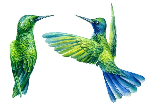 Conjunto de colibríes sobre un fondo blanco aislado, ilustración de acuarela, aves exóticas — Foto de Stock