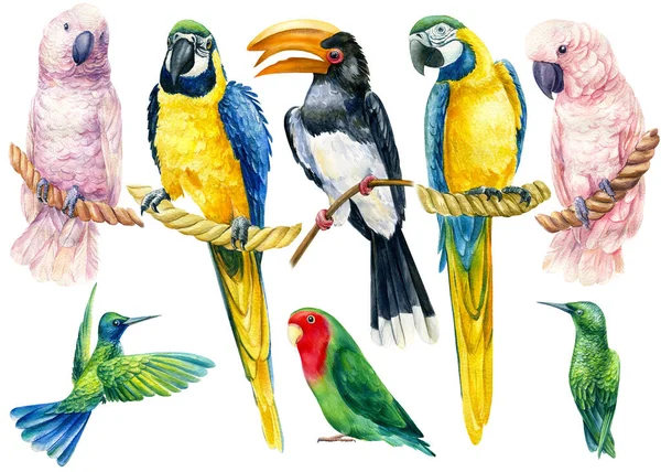 Conjunto de loros sobre un fondo blanco aislado, ilustración de acuarela, aves exóticas — Foto de Stock