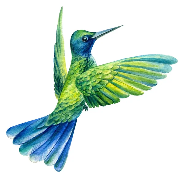 Κολιμπρί σε ένα απομονωμένο λευκό φόντο, ακουαρέλα απεικόνιση, εξωτικά πουλιά — Φωτογραφία Αρχείου