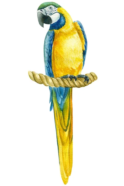 Папуга на ізольованому білому тлі, акварельна ілюстрація, маку — стокове фото