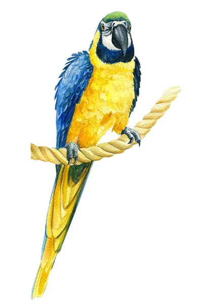 Papegaai ara op een geïsoleerde witte achtergrond, aquarel illustratie, vogel — Stockfoto