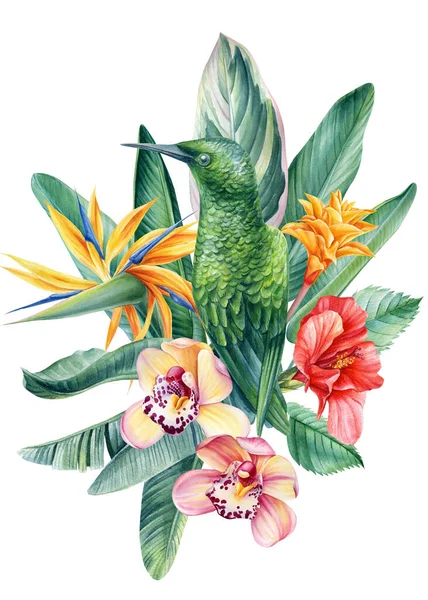 独立的白色背景下蜂鸟和热带花朵的成分，水彩画 — 图库照片