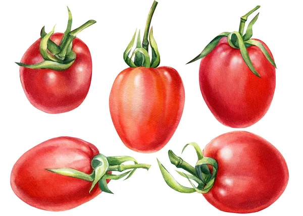 Nastavte rajčata na izolované bílé pozadí. ilustrace akvarelu — Stock fotografie