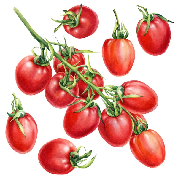 Conjunto de tomates. Rama de tomate sobre un fondo blanco aislado. acuarela ilustración botánica —  Fotos de Stock