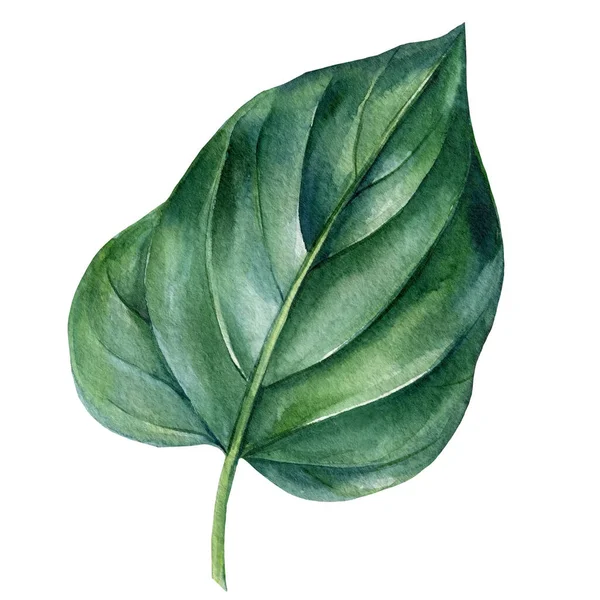 Folha verde em um fundo branco isolado. ilustração botânica, aquarela — Fotografia de Stock