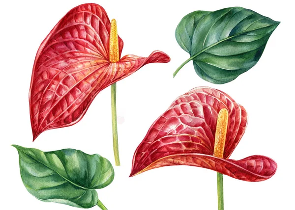 Exotische Blumen, rotes Anthurium auf isoliertem weißem Hintergrund. botanische Illustration, Aquarell — Stockfoto