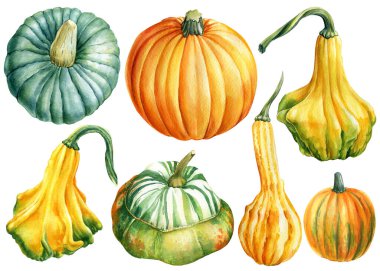 İzole edilmiş beyaz bir arka planda bir grup balkabağı. Suluboya çizimi