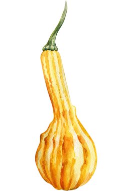 İzole edilmiş beyaz bir arka planda balkabağı. Suluboya çizimi, sonbahar