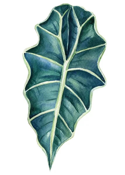 Exotisches Blatt auf isoliertem weißem Hintergrund. botanische Illustration, Aquarell — Stockfoto