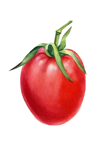 Tomate auf einem isolierten weißen Hintergrund. Aquarellillustration — Stockfoto
