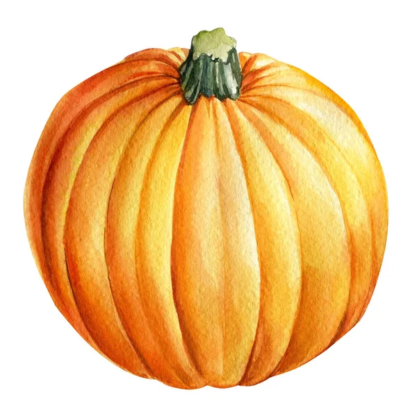 Zucca su uno sfondo bianco isolato. Illustrazione ad acquerello, autunno — Foto Stock