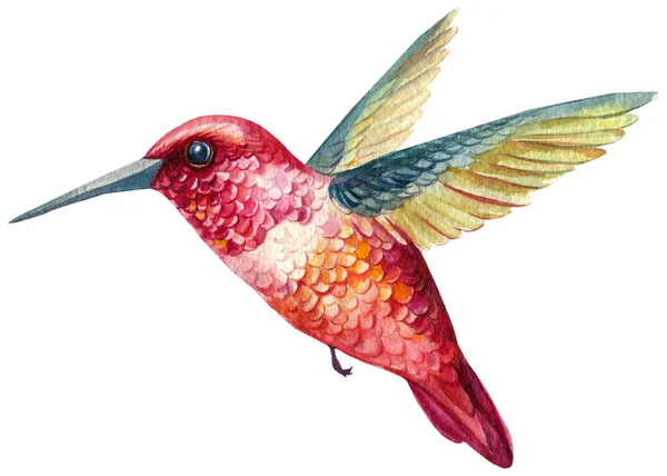 Aves exóticas, colibríes sobre un fondo blanco aislado. ilustración botánica, acuarela — Foto de Stock