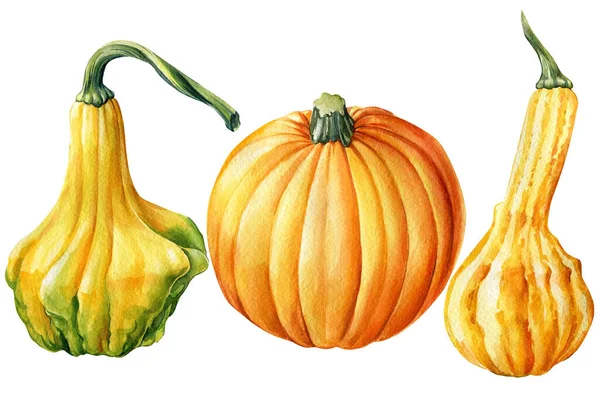 Pumpkins on an isolated white background. Watercolor illustration, autumn — Stockfoto