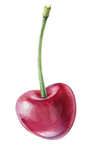 Cherry, Jagody na białym tle, ilustracja akwarela. Naturalne i ekologiczne. — Zdjęcie stockowe