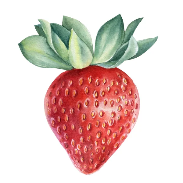 Erdbeeren, Beeren auf isoliertem weißem Hintergrund, Aquarell-Illustration. Natürliche und organische. — Stockfoto