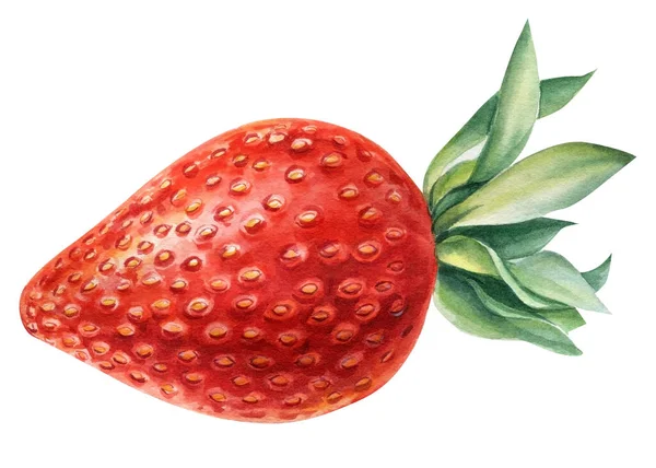 Fresas, bayas sobre fondo blanco aislado, ilustración de acuarela. Natural y orgánico. —  Fotos de Stock