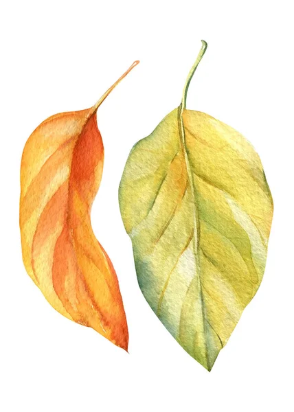 Droge bladeren op een geïsoleerde witte achtergrond, aquarel illustratie, herfst — Stockfoto