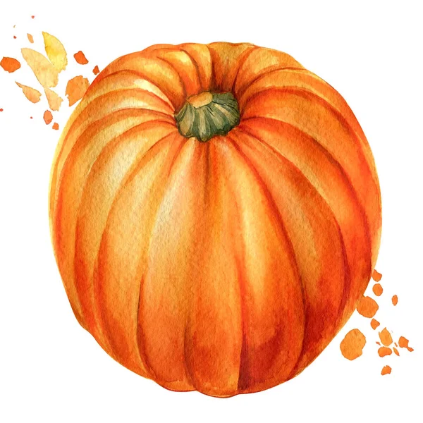 호박 (Pumpkins) 은 흰색의 고립된 배경에 있는 워터 컬러 삽화이다. 채소를 수확하는 가을 — 스톡 사진