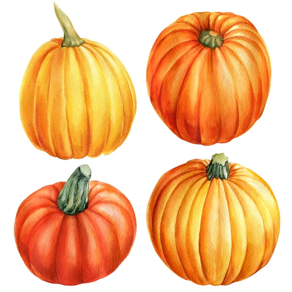 Conjunto de calabazas sobre fondo blanco aislado, ilustración de acuarela —  Fotos de Stock